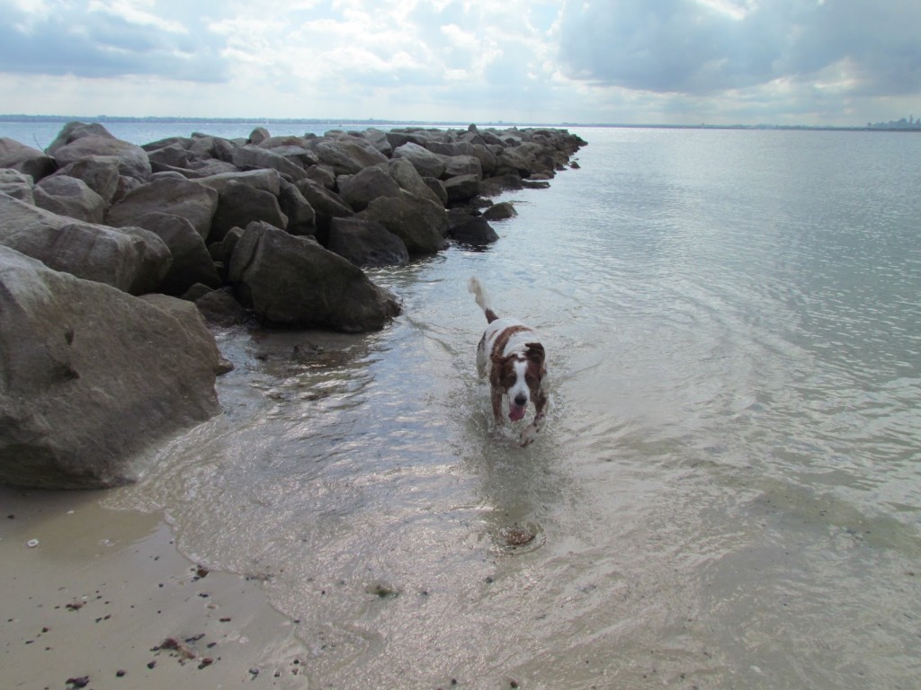 dog friendly silver beach kurnell