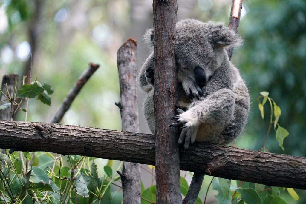 A koala curled up and sleeping against a tree branch at Currumbin Wildlife Sanctuary.