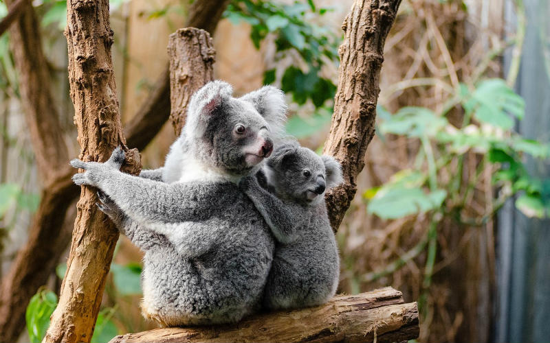 Where To Cuddle A Koala In Australia | Hold A Koala | Webjet