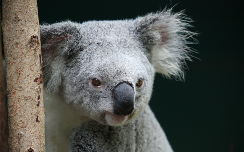 Here's Where Can You Meet or Cuddle a Koala in Queensland