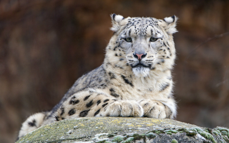 Snow Leopard at Basel Zoo, Switzerland