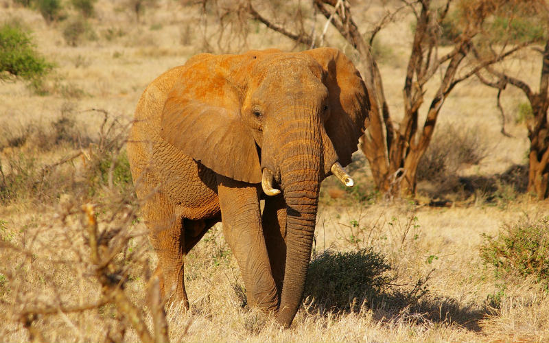 African elephant safari Africa