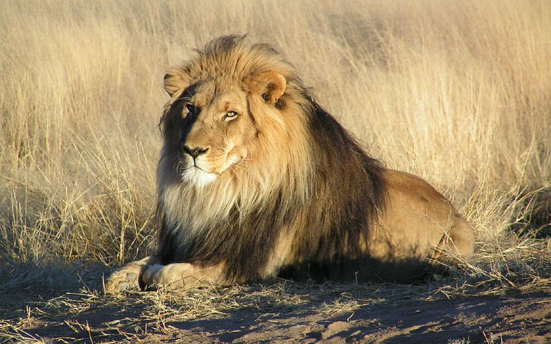 Lion Africa safari