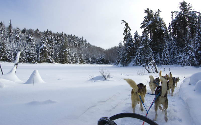 Dog sledding in Canada