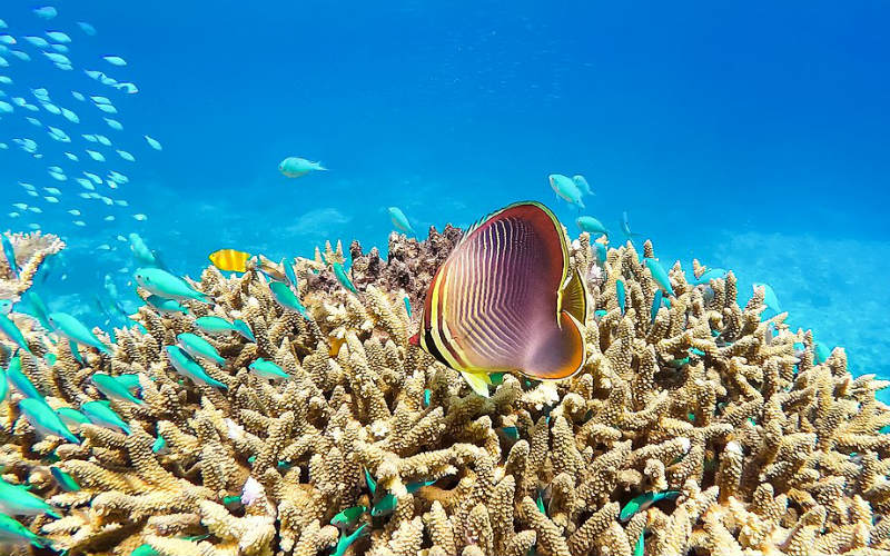 A variety of tropical fish an coral in the Great Barrier Reef, Queensland, Australia