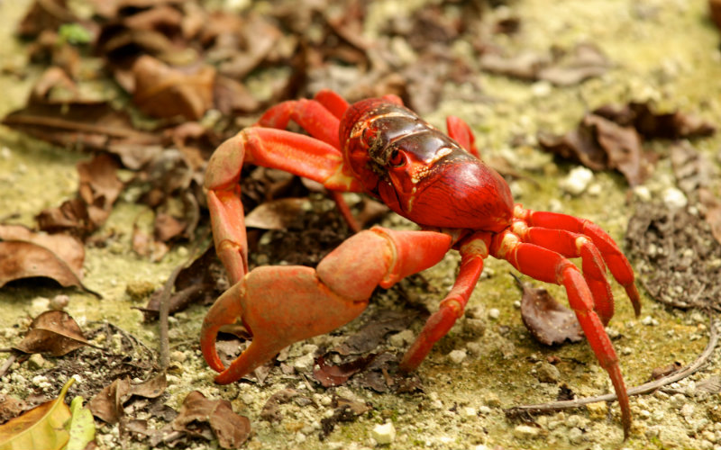 Christmas Island crab