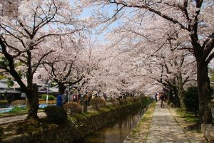Cherry Blossom Season Kyoto Japan