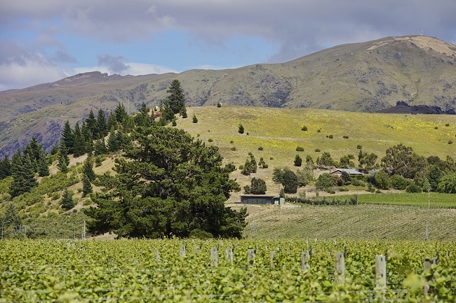 Otago-Vineyard-Winery-South-Island-New-Zealand