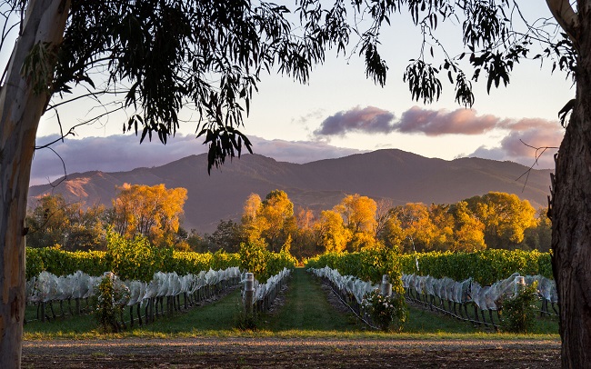 Marlborough-Winery-Vineyard-South-Island-New-Zealand
