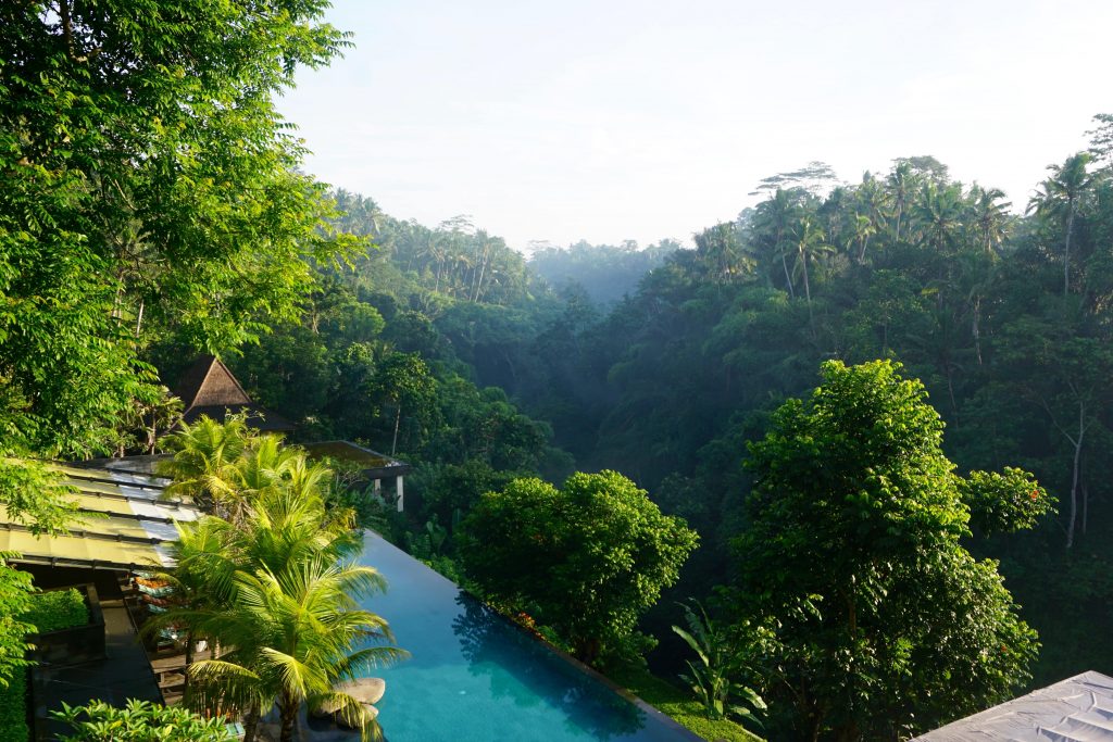 An infinity pool from above looking into the Jungle at Infinity Pool at Jungle Fish in Ubud, Bali
