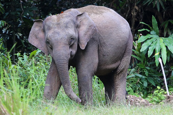 Elephant-Danum-Valley-Conservation-Area