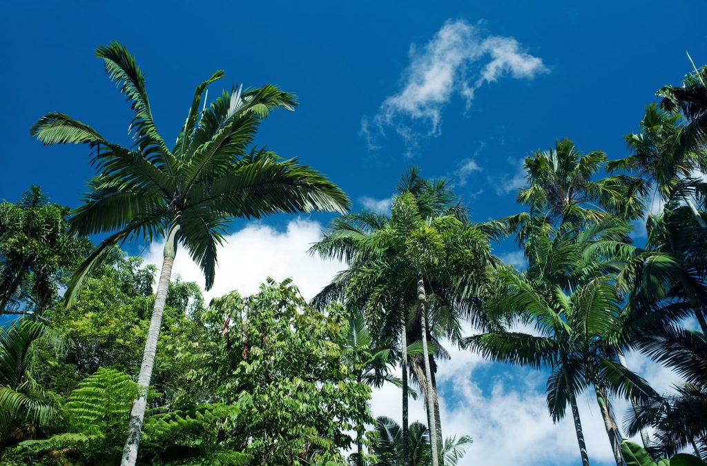 Looking up palm trees and other large plants at Cairns Botanic Garden, Queensland, Australia