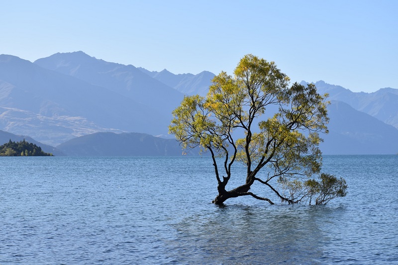 Wanaka Tree NZ